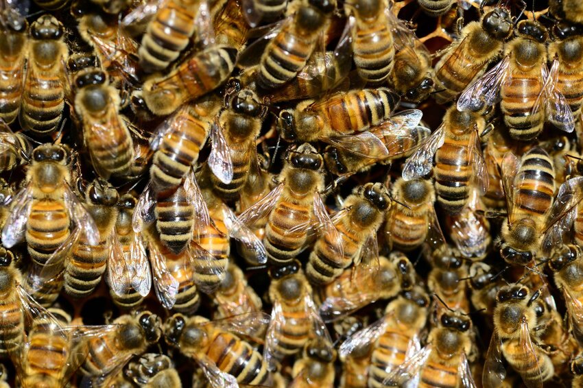 Cerca de un grupo de abejas amontonadas